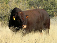 Bonsmara bull