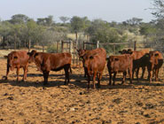 Bonsmara bull