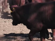 Bonsmara heifer