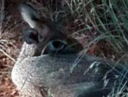 Damara dik-dik