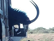 Bonsmara bull