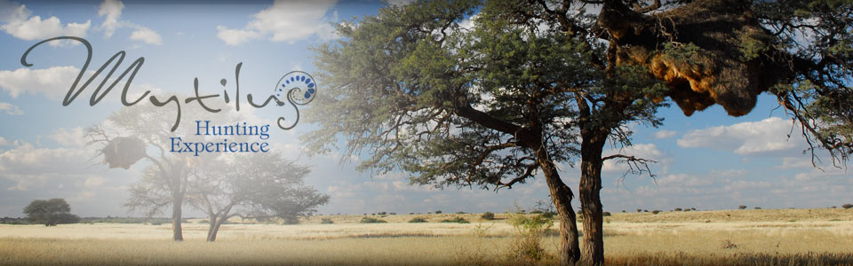 Mytilus hunting experience