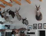 Mytilus bar