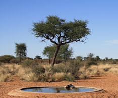 Mytilus waterhole
