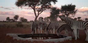 Zebra at Mytilus